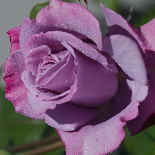 Rosa Weksmopur - fialová - Stromkové ruže,  kvety kvitnú v skupinkáchstromková ruža s kríkovitou tvarou koruny